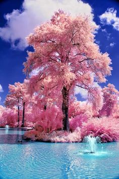 a beautiful pink tree in the middle of a lake with water splashing from it
