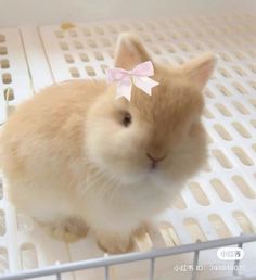 a small white rabbit with a pink bow on its head sitting in a metal cage