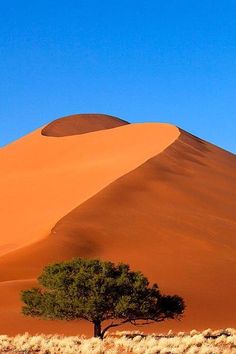 a lone tree stands in the middle of a desert landscape with sand dunes and blue sky
