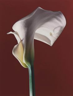 a large white flower on a brown background