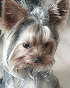 Animaux, Chat, Terrier Breeds, Dog Friends, Dog Rules