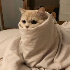 a cat wrapped in a blanket on top of a bed with its eyes wide open