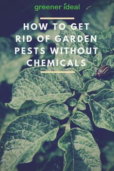 a green leafy plant with the words how to get rid of garden pests without chemicals