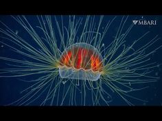 Marine biologists from the Monterey Bay Aquarium Research Institute (MBARI) have observed several species of the jellyfish genus Crossota in Monterey Bay, California. Jelly, Deep Sea Creatures, Youtube, Deep Sea Jellyfish, Sea Creatures, Rare Fish, Sea, Ocean Deep