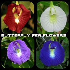 Gardening, Sweet Pea Flowers, Flower Seeds, Orchid Flower, Pretty Plants, Flower Garden
