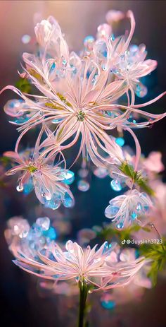an image of flowers that are in the water with bubbles on it's petals