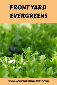 the words front yard evergreens are in black and orange with green leaves on them