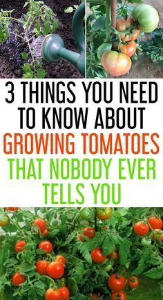 tomatoes growing in the garden with text overlay that reads 3 things you need to know about growing tomatoes that nobody ever tells you