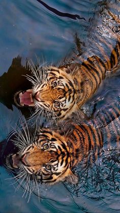 two tigers in the water with their mouths open