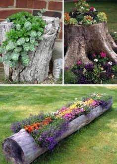 several different types of flowers growing in a log