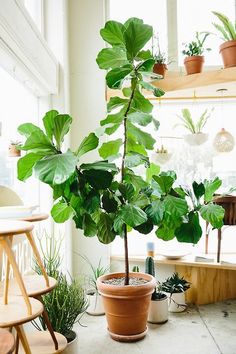 TheyAllHateUs | Page 2 Green Plants, Houseplants, Indoor Gardens