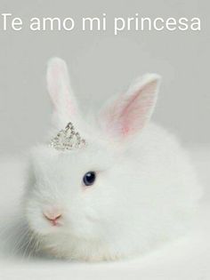 a white rabbit with a tiara on it's head is sitting in front of the camera