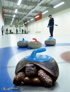 Turtle Curling? This one's for Sarah W. Winter Sports, Crafts, Ice Hockey, Hockey Stuff, Rocks