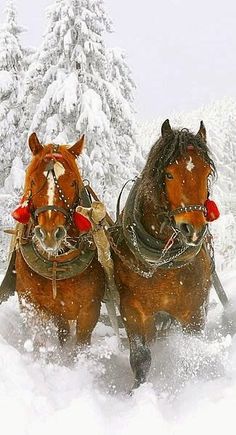 Draft Horses, Clydesdale, Winter Wonderland, Sleigh, Sleigh Ride, Christmas Horses, Christmas Scenes, Equines