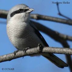 Northern Shrike (Lanius excubitor) is a large songbird species that lives north of 55° latitude in Canada and Alaska. Most populations migrate south in winter to temperate regions. The Great Grey Shrike is carnivorous, with rodents making up over half its diet. Alaska, Birds Of Prey, Rodents, Prey, Bird Pictures