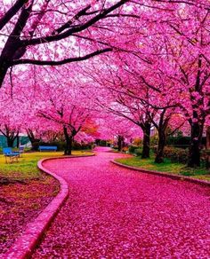 Nature Photography, Bonito, Pink Trees, Beautiful Places, Beautiful Locations Nature, Scenery