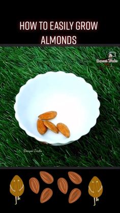 almonds in a white bowl on green grass with text overlay reading how to easily grow almonds