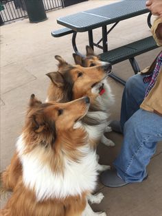 two brown and white dogs sitting next to each other at a table with a bench in the background
