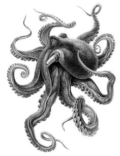 Tatuagem que quero fazer Octopus Tattoos, Octopus Tattoo, Octopus Tattoo Design, Octopus Tattoo Sleeve, Kraken Tattoo, Octopus Outline