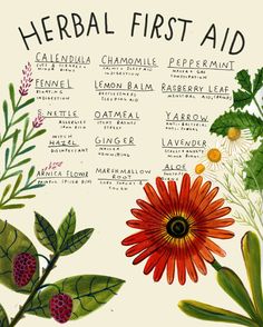 Natural Remedies, Medicinal Plants, Herbs For Health, Healing Herbs, Natural Healing Remedies, Herbal Healing, Herbal Remedies, Herbology, Natural Healing