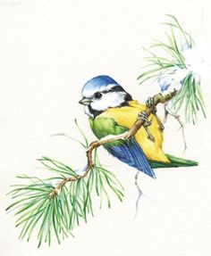 a watercolor painting of a blue and yellow bird on a branch with pine needles