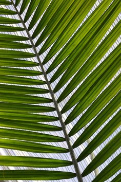 greenery Backgrounds, Ideas, Iphone, Plants, Green, Palms