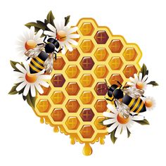 two bees and honeycombs with flowers on the side, transparent background png