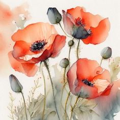 watercolor painting of red poppies on white background