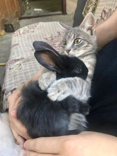 a person holding a small rabbit in their lap while the cat is sitting next to it