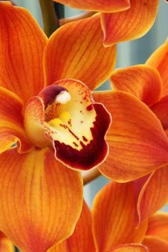 Orange Orchids Coral, Tulips, Orange Orchid, Orange Flowers, Orange, Orange Color