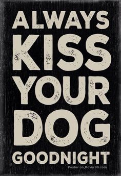 Always Pugs, Dogs, Humour, Labrador, Husky, Sayings, Paw Quotes