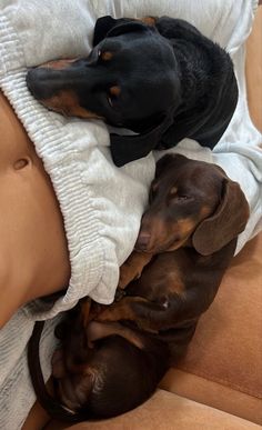two dachshund puppies laying on top of each other under a blanket