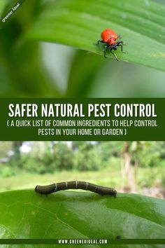 Safer Natural Pest Control. What are they and how to use them? Vegetable Gardening, Natural Pest Control, Pest Control, Garden Pest Control, Garden Pests, Natural Cleaning Solutions, Herb Gardening