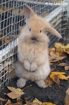 a small rabbit sitting in the middle of a pile of leaves next to a wire fence