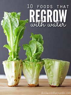 three lettuce plants with the words, 10 foods that regrow with water
