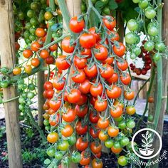 tomatoes growing on the vine in a garden
