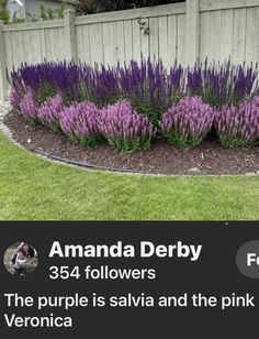 purple flowers in the middle of a flower bed next to a white picket fence with text that reads, amanda derby 394 followers the purple is salvia and the pink veronica