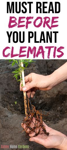 two hands holding up a plant with the words must read before you plant clematis
