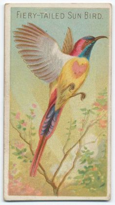 Decoupage, Bird Prints, Tropical Birds, Bird Art