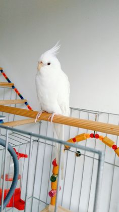 a white bird sitting on top of a wooden perch