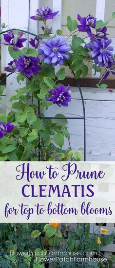 how to prune clematis for top bottom blooms