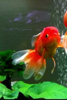 two goldfish in an aquarium looking at each other