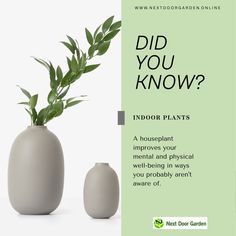 #PLANTtrivia: Did You Know? - A houseplant improves your mental and physical well-being in ways you probably aren't aware of. For more info, visit us at: 🌐www.nextdoorgarden.online ☎️+61 423 092 354 📧 nxtdoorgarden@gmail.com #nextdoorgarden #houseplant #garden #hangingplants #gardentips #gardenlife #iloveplant #instaplant #freeshipping #plant #gardening #nature #neighborhood #flower #environtmental #sharing #lovegardening #gardeningismytherapy Did You Know, Improve Yourself, Physical Wellness