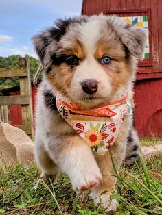 a puppy with blue eyes is walking in the grass near a red barn and fence