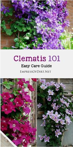 clematis 101 easy care guide for impressodire net gardeners