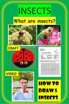 an insect project with pictures and instructions on the front cover, including images of insects