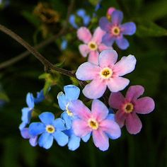 Flowers, Ink, Nature, Flora, Floral, Flower Wallpaper, Forget Me Not, Flores, Pretty Flowers