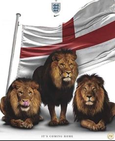 three lions standing in front of a flag with the british flag on it's side