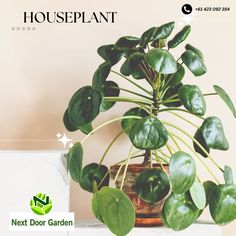 Looking for a fresh take on your space? Plants are the perfect solution. Houseplants are best for this season, grab yours now! To know more, reach out to us @ 🌐www.nextdoorgarden.online ☎️+61 423 092 354 📧 nxtdoorgarden@gmail.com #nextdoorgarden #houseplant #garden #hangingplants #gardentips #gardenlife #iloveplant #instaplant #freeshipping #plant #gardening #nature #neighborhood #flower #environtmental #sharing #lovegardening #gardeningismytherapy Ficus, Pilea Peperomioides, Mother Plant, Ficus Elastica, Plantas De Interior, Plant Leaves, Fiddle Leaf Fig
