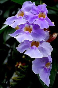 Violet orchids Flowers, Purple Flowers, Flower Power, All Flowers